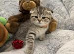 Amelia - Scottish Fold Kitten For Sale - Rio Linda&comma; CA&comma; US