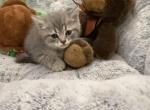 Litter A - Scottish Straight Kitten For Sale - Rio Linda&comma; CA&comma; US