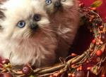 Rebeccas Ragdolls - Ragdoll Kitten For Sale - 