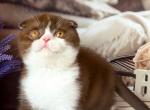 Male bicolor brown and white - Scottish Fold Cat For Sale - Glendale&comma; CA&comma; US
