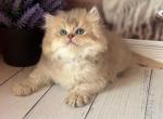 Mike - British Shorthair Cat For Sale - Glendale&comma; CA&comma; US