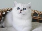 Milo - British Shorthair Cat For Sale - Henderson&comma; NV&comma; US