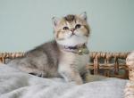 Vivian - Scottish Straight Cat For Sale - Henderson&comma; NV&comma; US