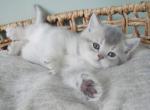 Atlas - Scottish Straight Cat For Sale - Henderson&comma; NV&comma; US
