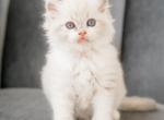 Blue Lynx Female - Ragdoll Cat For Sale - Fort Worth&comma; TX&comma; US