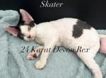 Skater - Devon Rex Cat For Sale - Brooksville&comma; FL&comma; US