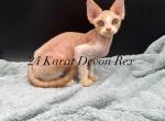 Grumpy - Devon Rex Cat For Sale - Brooksville&comma; FL&comma; US