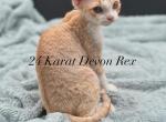 Teddy - Devon Rex Cat For Sale - Brooksville&comma; FL&comma; US