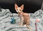 Skinny Minny - Devon Rex Cat For Sale - Brooksville&comma; FL&comma; US