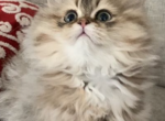 pari - Persian Kitten For Sale - Glendale&comma; CA&comma; US