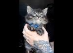 Ready Aug 1st Maine Coon Dollface Persian - Maine Coon Cat For Sale - Mount Penn&comma; PA&comma; US