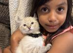 Pretty kitty - Siamese Cat For Sale - Laingsburg&comma; MI&comma; US