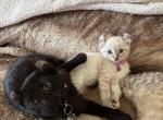 Fluffy dreams - Highlander Cat For Sale - Laingsburg&comma; MI&comma; US