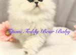 Persian Shaded Silver Teddy - Persian Cat For Sale - Rockwall&comma; TX&comma; US