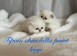 Chinchilla Persian Silver Point Kittens - Persian Kitten For Sale - Rockwall&comma; TX&comma; US