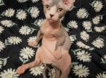 Misty - Bambino Cat For Sale - Tolleson&comma; AZ&comma; US