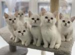 Burmilla Burmese Silver British Shorthair - Burmese Kitten For Sale - Purcellville&comma; VA&comma; US