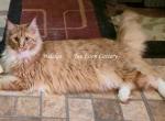 Hidalgo - Maine Coon Cat For Sale - Longmont&comma; CO&comma; US