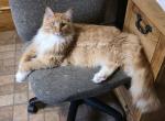 Hidalgo - Maine Coon Cat For Sale - 