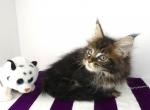 BRITTANY BROWN TABBY FEMALE MAINE COON KITTEN - Maine Coon Cat For Sale - Union City&comma; MI&comma; US
