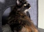 APHRODITE TORTOISESHELL FEMALE MAINE COON KITTEN - Maine Coon Cat For Sale - Union City&comma; MI&comma; US
