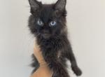 SKYE BLACK SMOKE BLUE EYED FEM MAINE COON KITTEN - Maine Coon Cat For Sale - Union City&comma; MI&comma; US