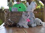 Honey - British Shorthair Cat For Sale - Vancouver&comma; WA&comma; US