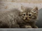 Wray of RomanovCats - Siberian Kitten For Sale - Ashburn&comma; VA&comma; US