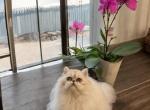 Duchess - Persian Cat For Sale - San Antonio&comma; TX&comma; US