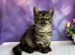 Sirius tiny black smoke munchkin with short legs - Munchkin Cat For Sale - TX&comma; US