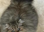 Jasper - Persian Cat For Sale - San Antonio&comma; TX&comma; US
