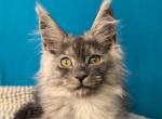 Quasar - Maine Coon Kitten For Sale - Grayslake&comma; IL&comma; US