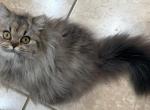 Marie - Persian Cat For Sale/Service - San Antonio&comma; TX&comma; US