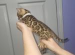 White - Bengal Kitten For Sale - Tallahassee&comma; FL&comma; US