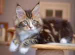 Oxford - Maine Coon Kitten For Sale - Hollywood&comma; FL&comma; US