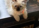 Tica seal point female - Ragdoll Kitten For Sale - Butler&comma; PA&comma; US