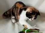Pandora scottish fold tricolor calico baby girl - Scottish Fold Cat For Sale - Los Angeles&comma; CA&comma; US