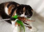 Patches scottish fold tricolor calico baby girl - Scottish Fold Cat For Sale - Los Angeles&comma; CA&comma; US