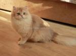 Yasha fluffy little ay 12 boy blue golden shell - British Shorthair Cat For Sale - Los Angeles&comma; CA&comma; US