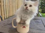 White Male kitten - Persian Cat For Sale - Beach Park&comma; IL&comma; US