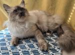 Spuffy - Siberian Cat For Sale/Retired Breeding - Arnold&comma; MO&comma; US