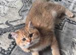 boy1 - British Shorthair Cat For Sale - Maineville&comma; OH&comma; US