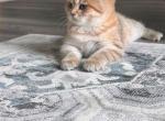 girll - British Shorthair Cat For Sale - Maineville&comma; OH&comma; US