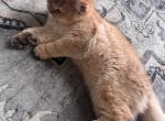 boy2 - British Shorthair Cat For Sale - Maineville&comma; OH&comma; US