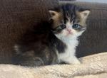 Leo - Exotic Kitten For Sale - Arlington Heights&comma; IL&comma; US