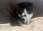 Oliver - Persian Kitten For Sale - Arlington Heights&comma; IL&comma; US