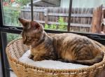 Peggy - Devon Rex Cat For Sale - San Antonio&comma; TX&comma; US