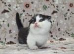 Round and chunky - Munchkin Kitten For Sale - Sacramento&comma; CA&comma; US