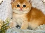 Tema - British Shorthair Kitten For Sale - Brooklyn&comma; NY&comma; US