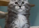 Zodiac - Maine Coon Cat For Sale - Brooklyn&comma; NY&comma; US